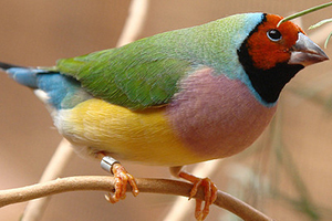 Normal (green) red-headed adult female Gouldian Finch
